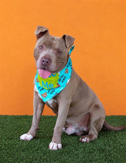 PRIME, a dog for adoption from Miami Dade Animal Services