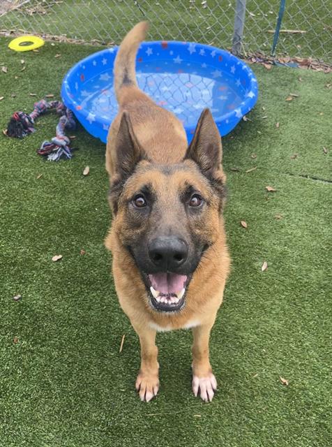 German Shepherd