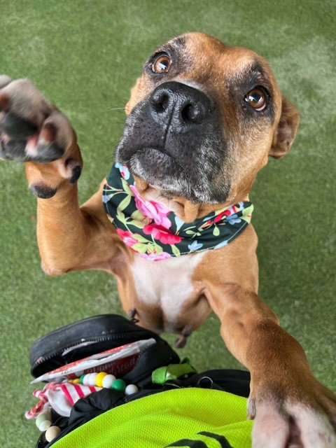picture of the dog needing adoption