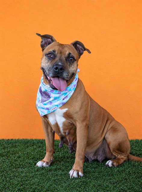 SHAYLA, a dog for adoption from Miami Dade Animal Services