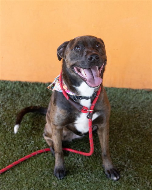 LUNA, an adoptable Catahoula Leopard Dog in Miami, FL