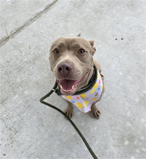 KORRA - American Bulldog available for adoption