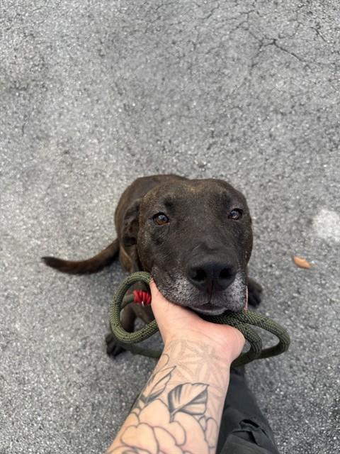 Pit Bull