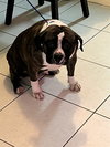 CHICHI - Photo 1