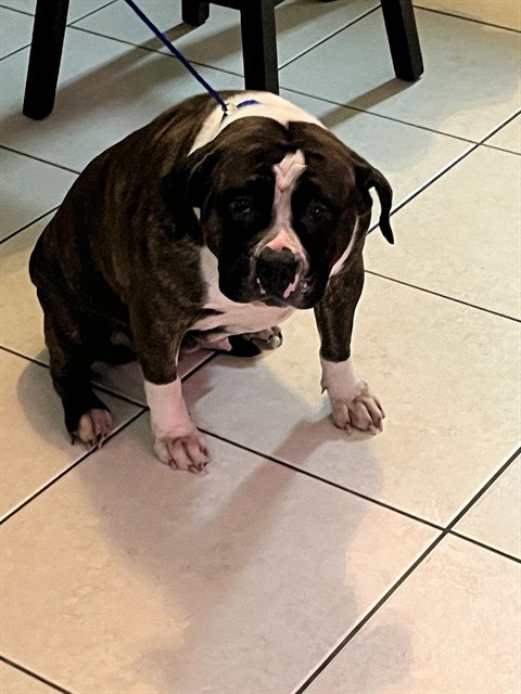 CHICHI - Boxer available for adoption