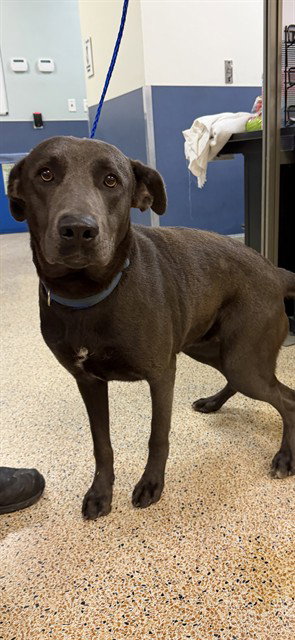 Labrador Retriever