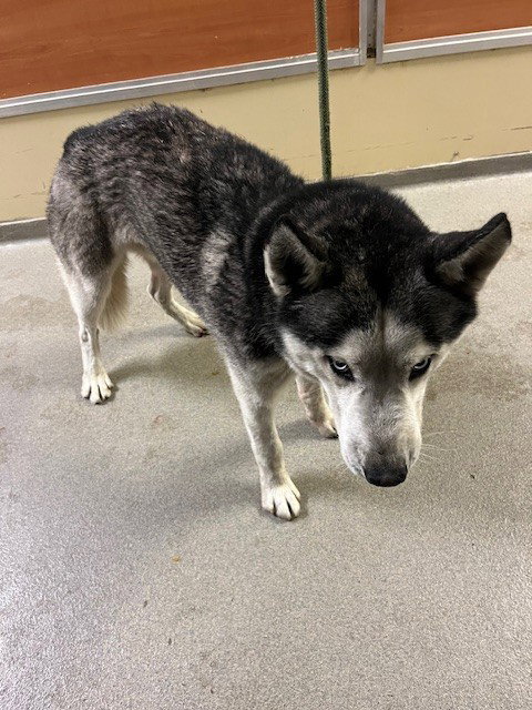 Siberian Husky