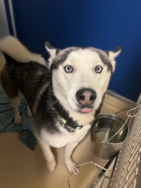 picture of the dog needing adoption