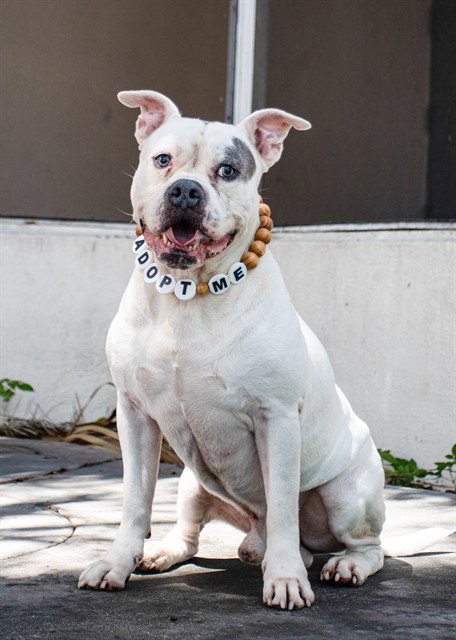 picture of the dog needing adoption