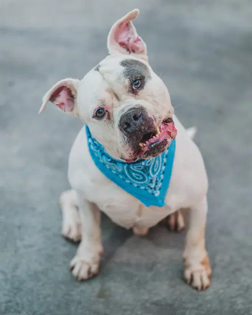 Coco - American Bulldog