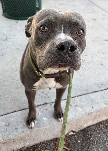 Pit Bull