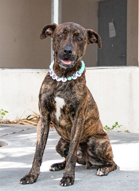 picture of the dog needing adoption