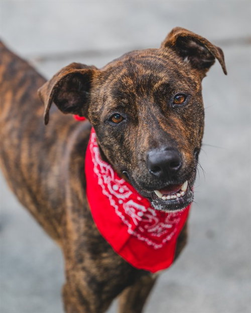 picture of the dog needing adoption