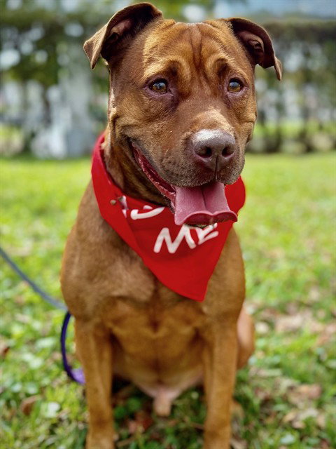 picture of the dog needing adoption