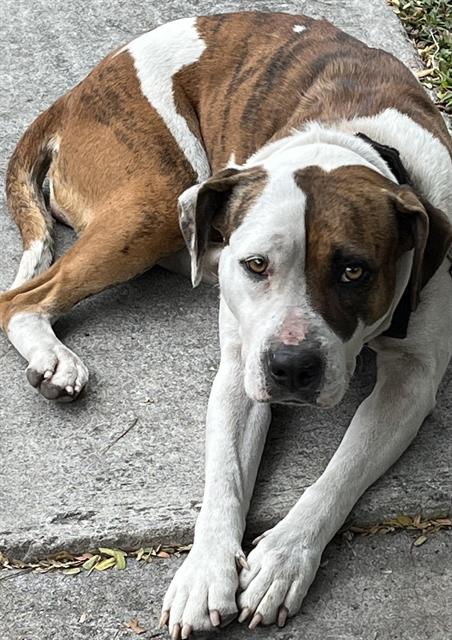 SAMANTHA - American Bulldog available for adoption