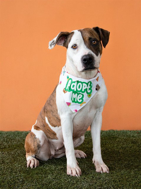 picture of the dog needing adoption