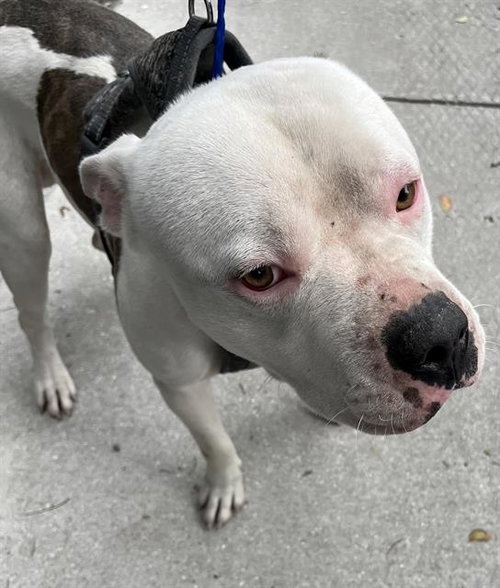 picture of the dog needing adoption