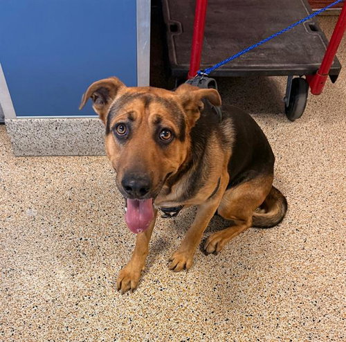 picture of the dog needing adoption