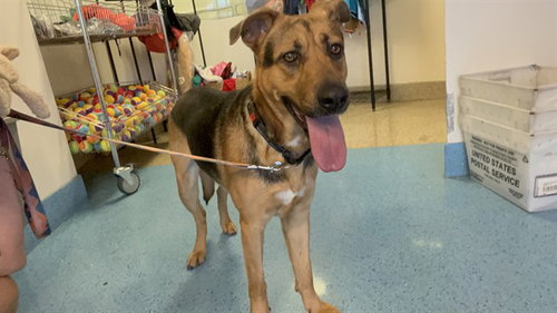 BERT, an adoptable German Shepherd Dog in Miami, FL