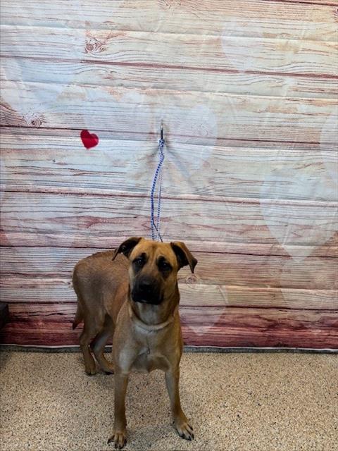 picture of the dog needing adoption