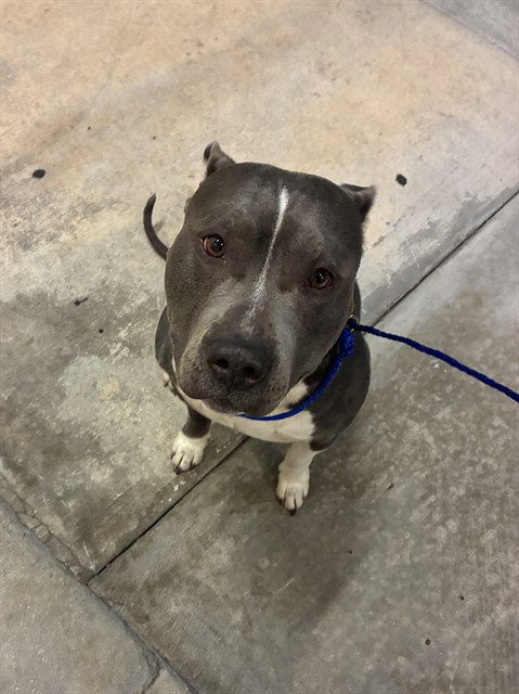 Pit Bull