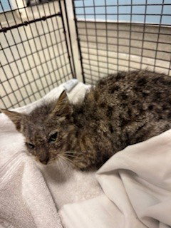 POPEYE - Domestic Short Hair available for adoption