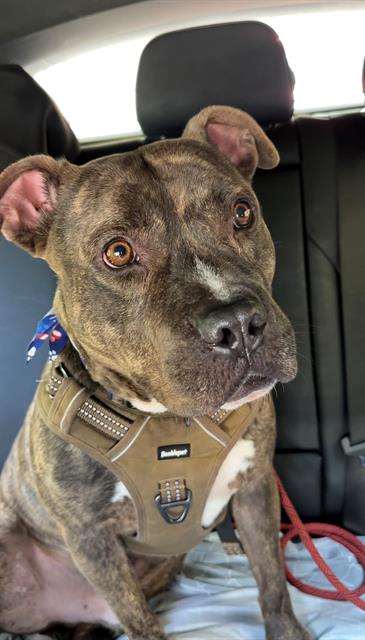 LINCOLN, an adoptable American Bulldog in Miami, FL