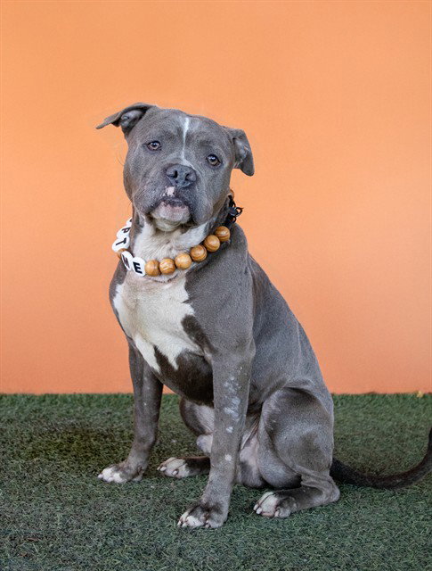 COLONEL - American Bulldog available for adoption