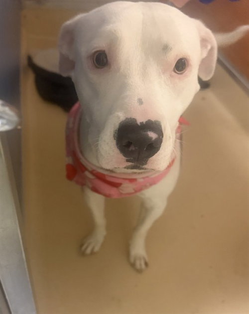 CAROLINE, an adoptable American Bulldog in Miami, FL