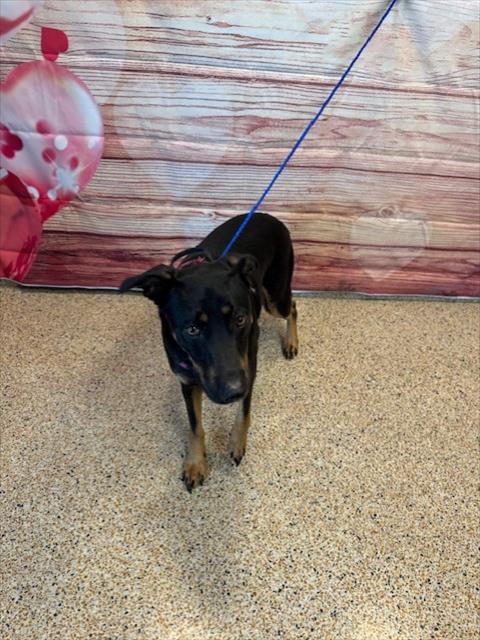 Doberman Pinscher