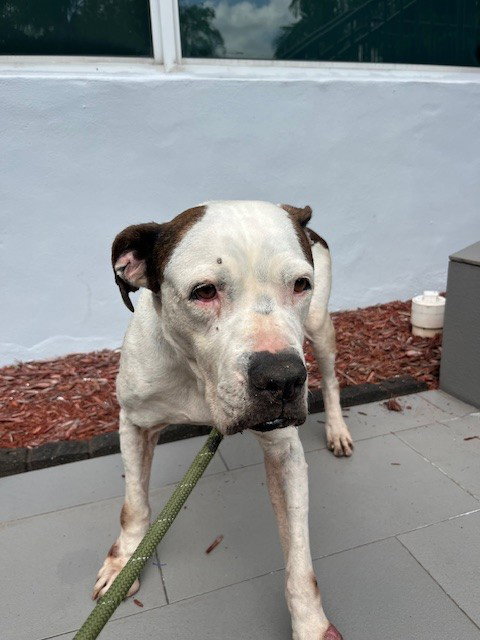 LUCY, an adoptable American Bulldog in Miami, FL