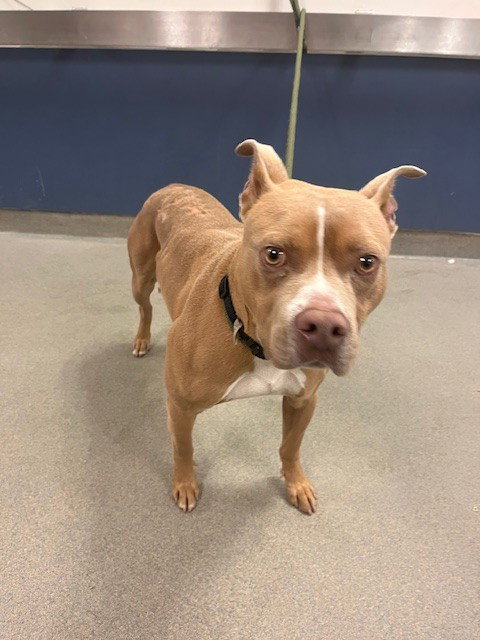 JESTER - American Pit Bull Terrier available for adoption