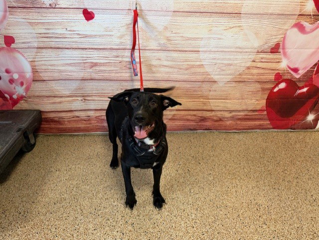 Labrador Retriever