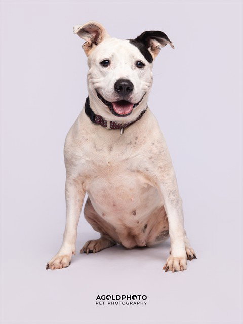 SHELLY, an adoptable American Bulldog in Miami, FL