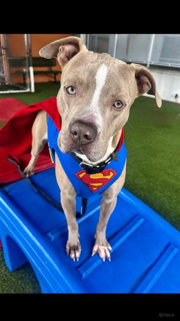 SUPERMAN Image