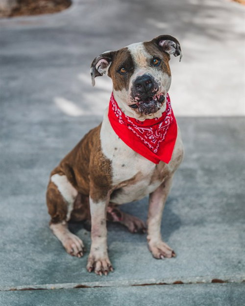 BENNY, an adoptable American Bulldog in Miami, FL