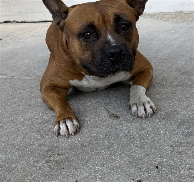 Frankie