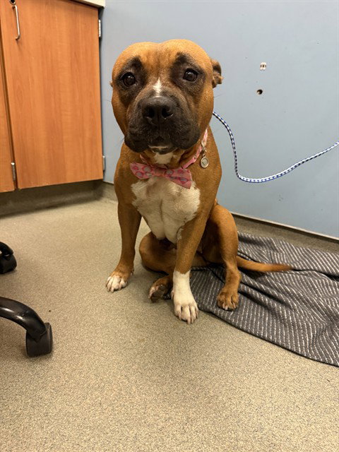 FRANKIE - American Bulldog available for adoption