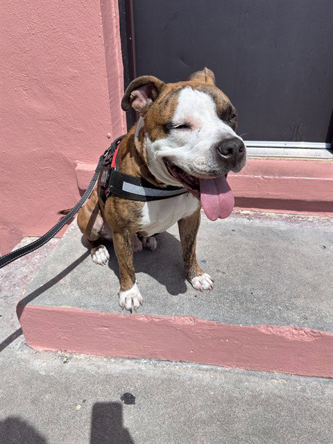 BEN, an adoptable Boxer in Miami, FL