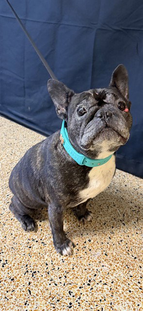 French Bulldog