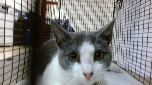 BOOTS, Young Domestic Short Hair (medium coat), cat for adoption in Miami Beach, Florida