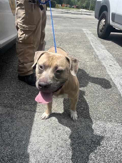 Pit Bull
