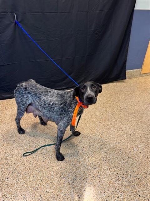 LILY GIRL, an adoptable German Shorthaired Pointer in Miami, FL