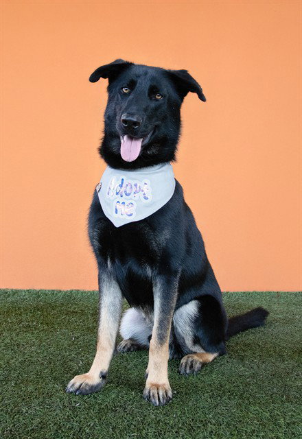 LEO, an adoptable German Shepherd Dog in Miami, FL