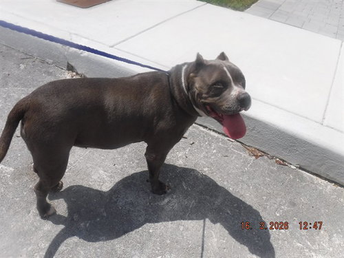 JAYLA, an adoptable Terrier in Miami, FL