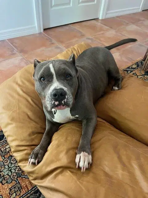 Jayla - Terrier