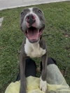 SAMMY - Photo 1