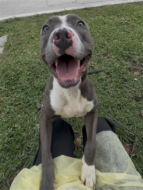 SAMMY