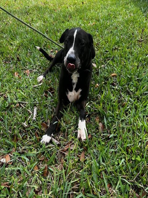 BARNEY, an adoptable Labrador Retriever in Miami, FL