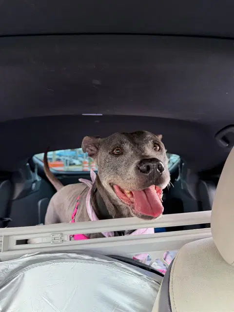 Brina - Pit Bull